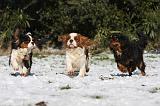 CAVALIER KING CHARLES 530